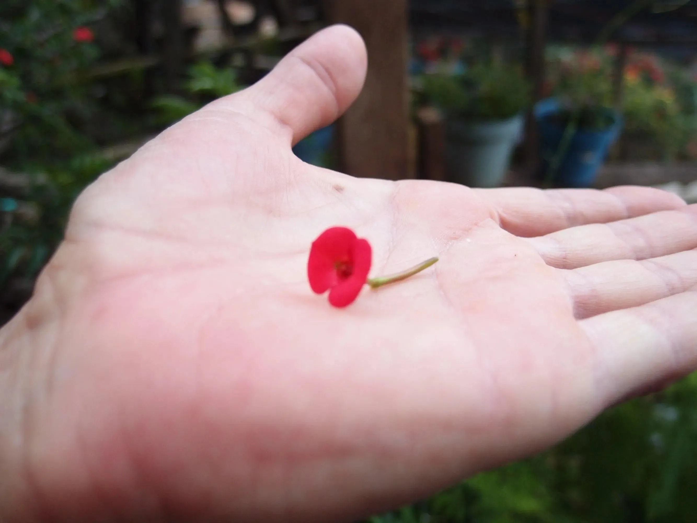 Poppy ring by  Shrieking Violet® Sterling silver adjustable ring with a real flower. Ideal gift for a special friend, mum, nanna, wife