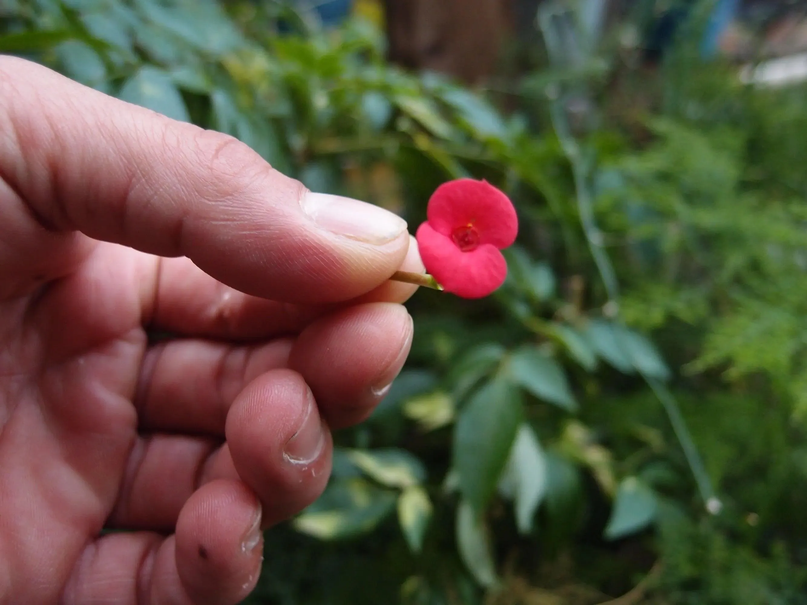 Poppy ring by  Shrieking Violet® Sterling silver adjustable ring with a real flower. Ideal gift for a special friend, mum, nanna, wife